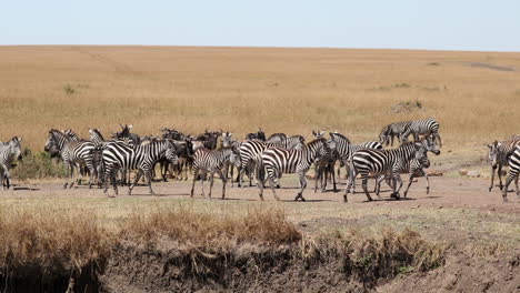 Manada-De-Cebras-De-Las-Llanuras-Y-Búfalos-De-Pie-Bajo-El-Sol-En-La-Reserva-Nacional-Masai-Mara-En-Kenia,-África