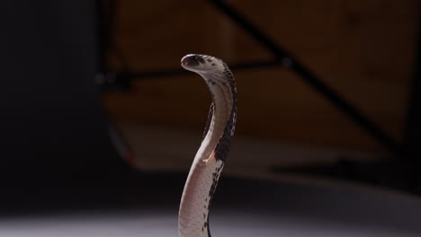Spitting-cobra-snake-in-denfensive-position-lurches-backwards-to-defend---medium-shot