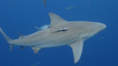 Tiburón-Toro-Belleza-Slomo-Nadando-Perfil-Lateral