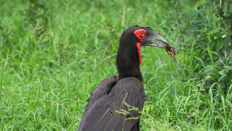 Southern-Ground-Hornbill-With-Bug-Catch-In-Beak,-Close-Up,-Slow-Motion