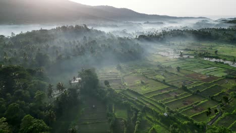 Drone-flying-over-rice-fields-during-sunrise-with-low-lying-mist