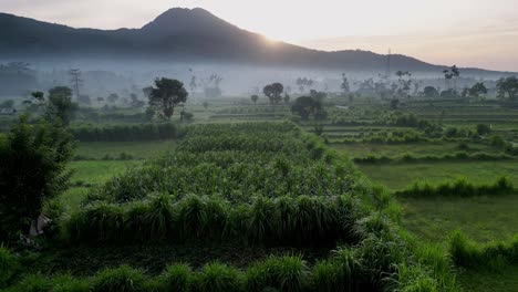 Drone-flying-low-over-rice-fields-during-sunrise-showing-mist-and-a-mountain-in-the-background