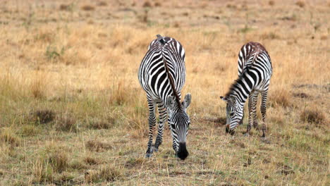 Two-Zebras-Grazing-In-The-Field-At-Maasai-Mara-National-Reserve-In-Kenya,-Africa