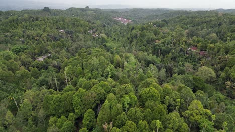 Drone-flying-over-a-lush-green-tropical-jungle-with-fruit-tree-plantations-with-in-the-jungle