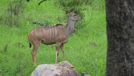 Antílope-De-Vaca-Kudu-Pastando-En-La-Pradera,-Plano-Medio