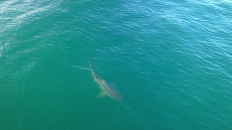 Die-Luftaufnahme-Eines-Bullenhais-Geht-Unter-Die-Kamera-Und-Verschwindet-Schnell