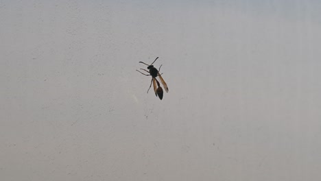Yellow-Paper-Wasp--sitting-inside-the-window-glass