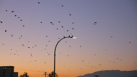 Schwarm-Zugvögel-Fliegen-Und-Sitzen-Auf-Einer-Straßenlaterne,-Nach-Sonnenuntergang-Am-Himmel