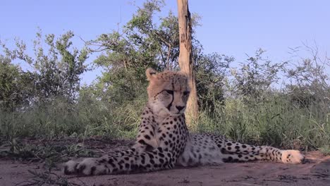 Watchful-predatory-Cheetah-lying-in-African-Savanna-for-wildlife-prey-MEDIUM-SHOT