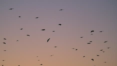 Muchos-Pájaros-Negros-Volando-En-Cámara-Lenta,-Fondo-De-Cielo-Rosado-Y-Morado