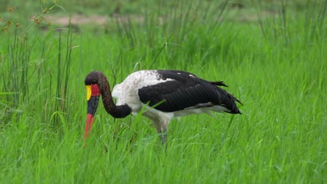 Saddle-Billed-Stork-Fishing-In-African-Wetland,-Medium-Shot,-Slow-Motion