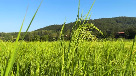 fix-frame-rice-paddy-farm-field-seedling-in-spring-season-seed-in-summer-harvest-in-autumn-green-leave-vertical-stem-vegetable-food-flora-species-hill-mountain-in-background-Iran-natural-landscape