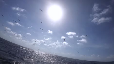 Fisherman-hand-catching-bird-with-a-line-at-sea,-rear-view-from-a-moving-boat