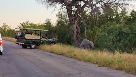 Turistas-Con-Su-Guía-En-Una-Parada-De-Camiones-4x4-Para-Ver-Y-Tomar-Fotos-De-Un-Rinoceronte-Comiendo-Hierba-En-El-Parque-Nacional-Kruger-En-Sudáfrica