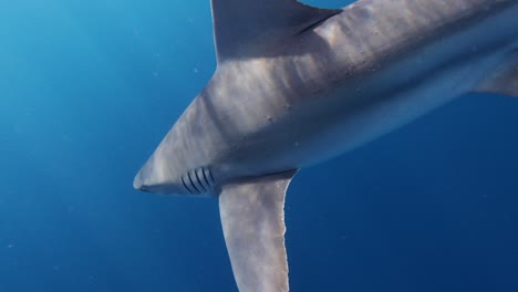 beautiful-sandbar-shark-closeup-slomo