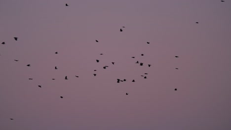 Migrating-Fock-of-Birds-with-Against-Dusk-Cloudless-Sky---Slow-Motion