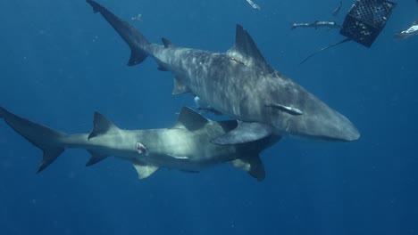 bull-shark-and-lemon-shark-bump-into-each-other-slomo