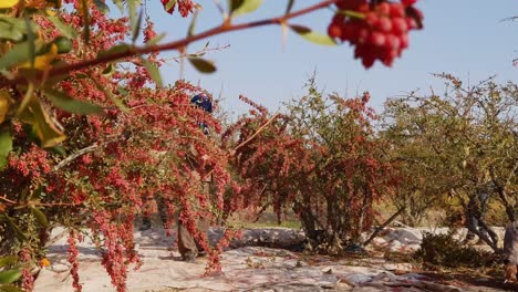 a-farmer-family-is-working-on-barberry-garden-in-barberries-harvest-season-in-autumn-fall-in-desert-climate-saudi-middle-east-asia-iran-khorasan-mountain-dry-climate-sour-taste-berry-red-ripe-sweet