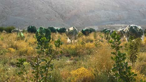 Grüner-Feigenobstgartenbaum,-Der-Mit-Einem-Weißen-Plastiknetz-Bedeckt-Ist,-Um-Landwirtschaftliche-Schäden-Durch-Vögel-Zu-Vermeiden.-Sonnenuntergangsabend,-Früher-Morgen-Im-Vorgebirgsklima-Der-Wüste-Im-Iran.-Traditionelle-Regenbewässerungsgärtnerei