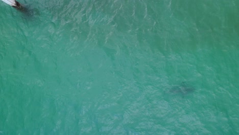 Bullenhai-Patrouilliert-Im-Flachen-Wasser-In-Der-Nähe-Eines-Piers,-Luftbild-Oben
