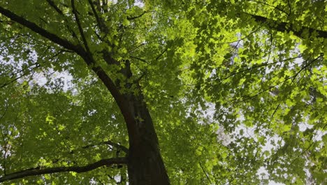 Baum-In-Einem-Wald-In-Deutschland-Mit-Sonne,-Die-Durch-Die-Blätter-Scheint-Zuckerahorn-Acer-Saccharum-Sumpf-Der-Aceraceae-Zuckerahorn