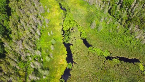 Imágenes-De-Drones-Sobre-Un-Lago-Pantanoso-En-El-Norte-Del-Estado-De-Nueva-York-Durante-El-Verano
