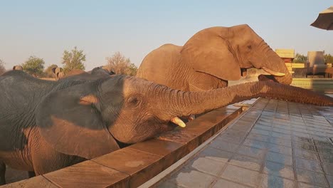 Der-Kluge-Junge-Afrikanische-Elefant-Streckt-Seinen-Rüssel-Aus,-Um-Wasser-Aus-Dem-Pool-Zu-Trinken