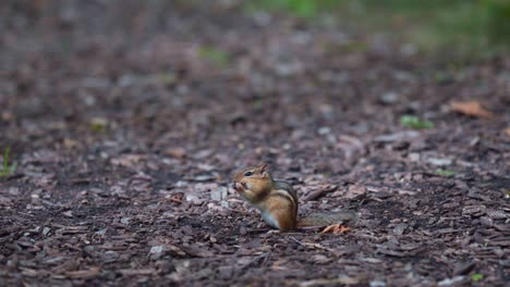 Closeup-of-Chipmunk-Finding-a-Piece-of-Food-and-Nibbling-On-It