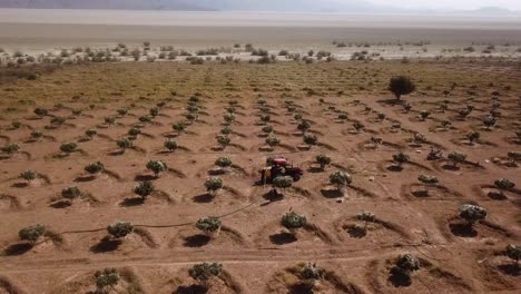 Fig-garden-tree-irrigation-by-local-people-farmer-and-salt-lake-desert-in-mountain-background-in-dry-hot-summer-season-in-countryside-harvest-season-iran-rural-village-town-rainfed-agriculture-skill