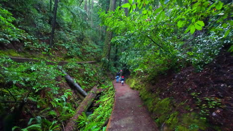 A-path-in-the-Muir-Woods-National-forest-park-that-runs-through-green-nature