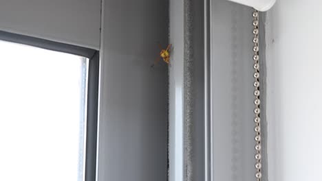 Eine-Gelbe-Papierwespe-Wurde-In-Einem-Bürofenster-Entdeckt