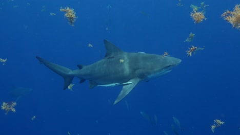Tiburón-Toro-Nadando-Entre-Algas-Marinas-Slomo-Mar-Azul-Profundo