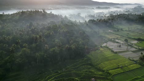 Drone-flying-over-a-tropical-jungle-and-farm-land-covered-with-a-thin-layer-of-fog