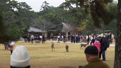 Tourists-interacting-with-wild-deer-in-Nara-Park,-Japan,-on-a-cloudy-day,-with-trees-and-traditional-buildings