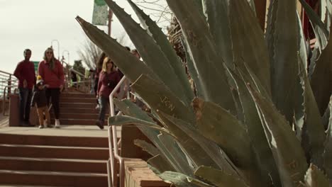 Close-up-of-cactus-plant-in-Sedona,-Arizona-to-tilt-and-pan-to-pedestrians-walking