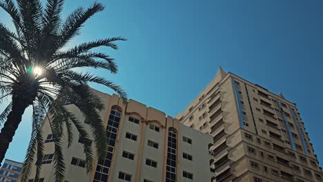 Palmera-En-Un-Barrio-Residencial-Realza-La-Belleza-Del-Paisaje,-Emiratos-Árabes-Unidos