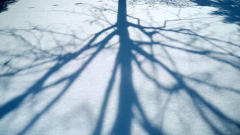 Sombra-De-árbol-Sobre-La-Alfombra-De-Nieve-En-Invierno