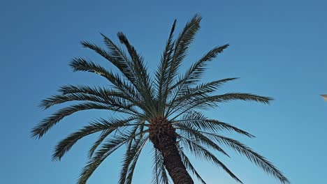 An-Diesem-Schönen-Tag-In-Den-Vereinigten-Arabischen-Emiraten-Schmücken-Palmen-Die-Landschaft-Im-Sonnenlicht