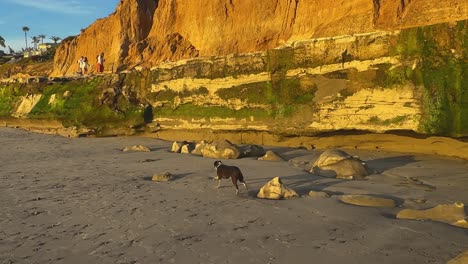 Dog-running-beside-ocean-cliffs-during-the-magic-hour