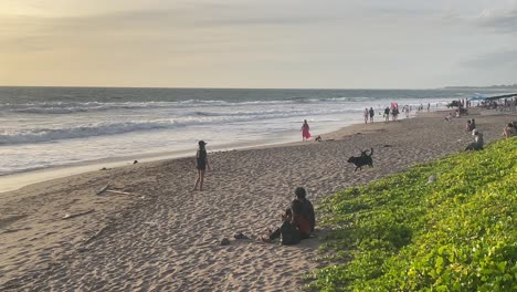 Handheld-shot-on-a-sandy-beach,-as-people-enjoying-the-sunset,-dogs-running-around