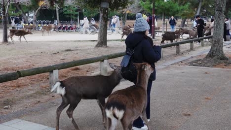 Woman-in-winter-attire-feeding-friendly-but-hungry-deer-in-Nara,-Japan,-outdoor-park-setting