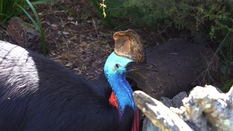 Close-up-shot-of-a-large-flightless-black-bird,-southern-cassowary,-casuarius-casuarius-resting-and-roosting-on-the-forest-ground,-wondering-around-the-surrounding-environment-in-its-natural-habitat