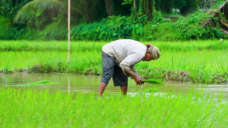 Telephoto-view-male-farmer-planting-rice-seedlings-in-water,-hard-working-man