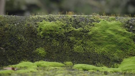 Moss-Covered-Stone-Surface-Macro-View