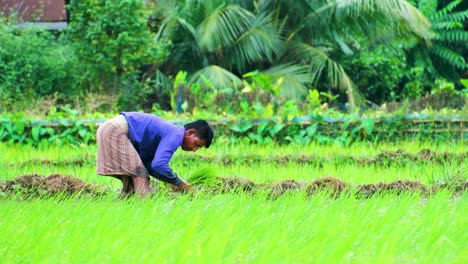 Hard-working-male-farmer-plants-rice-seedlings,-telephoto-view,-third-world-job