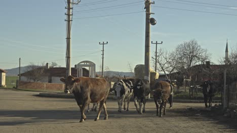 Vacas-Yendo-A-Pastar-En-El-Pueblo