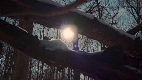 Sunlight-filtering-through-tree-trunk-with-snow-in-winter-slow-motion-low-shot