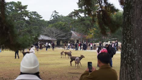 Tourists-interacting-with-free-roaming-deer-in-a-park-in-Nara,-Japan,-capturing-the-unique-wildlife-experience