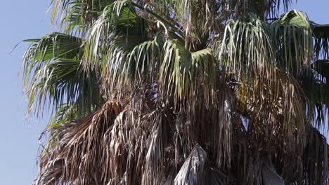 Old-African-Palm-in-Tunisia
