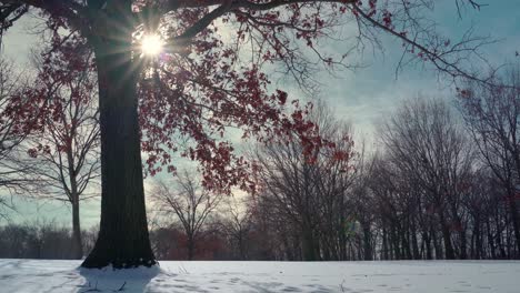 Baum-Und-Sonnenlicht-Mit-Angesammeltem-Schneeteppich-Im-Winter,-Lange-Tiefaufnahme-In-Zeitlupe